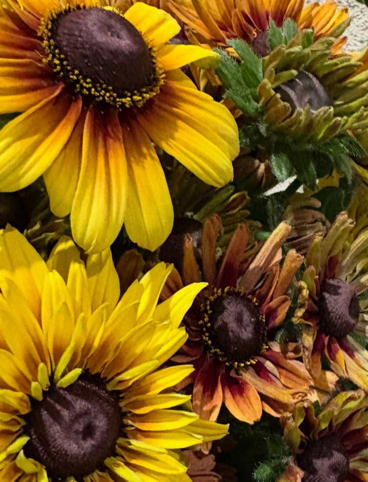 Rudbeckia 'Caramel’ 100 Seeds
