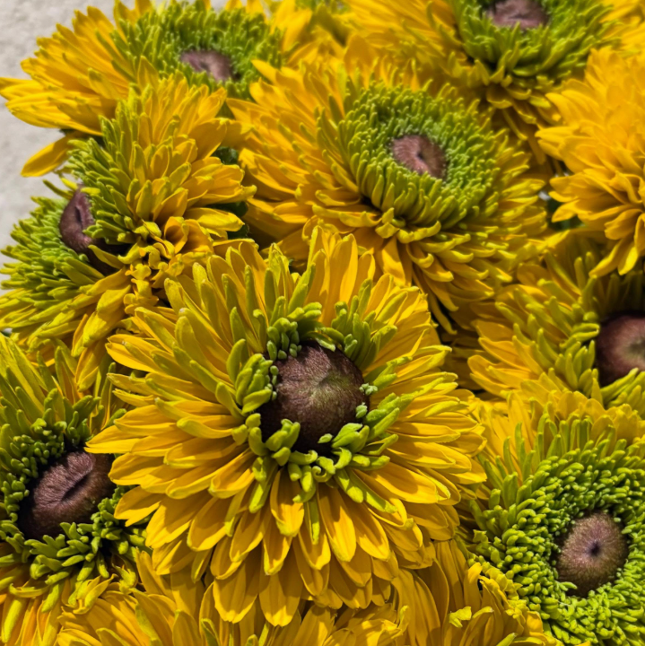 Rudbeckia 'Maya’ 100 Seeds