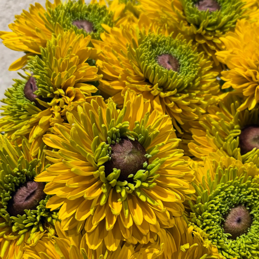 Rudbeckia 'Maya’ 100 Seeds