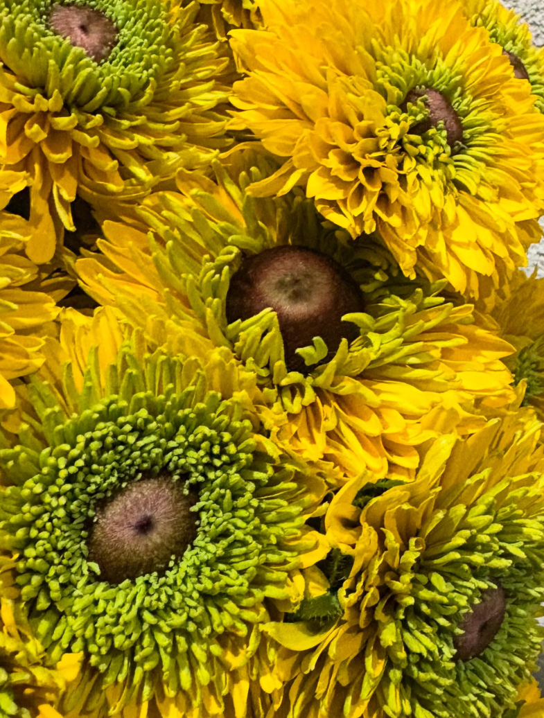 Rudbeckia 'Maya’ 100 Seeds