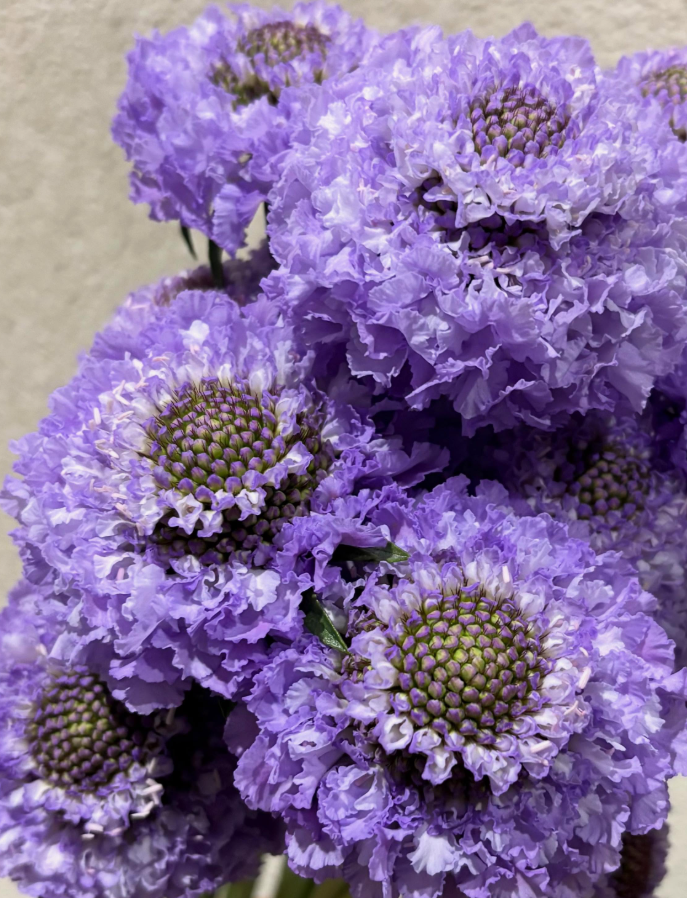 Scabiosa Blueberry Scoop 50 Seeds