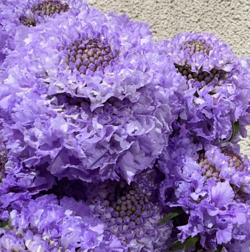 Scabiosa Blueberry Scoop 50 Seeds