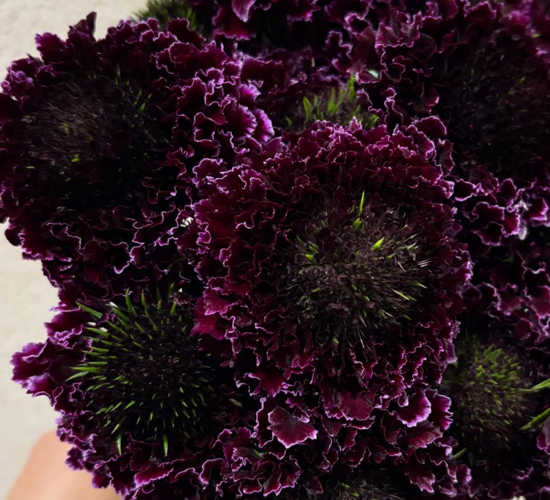 Scabiosa Green Scoop 50 Seeds
