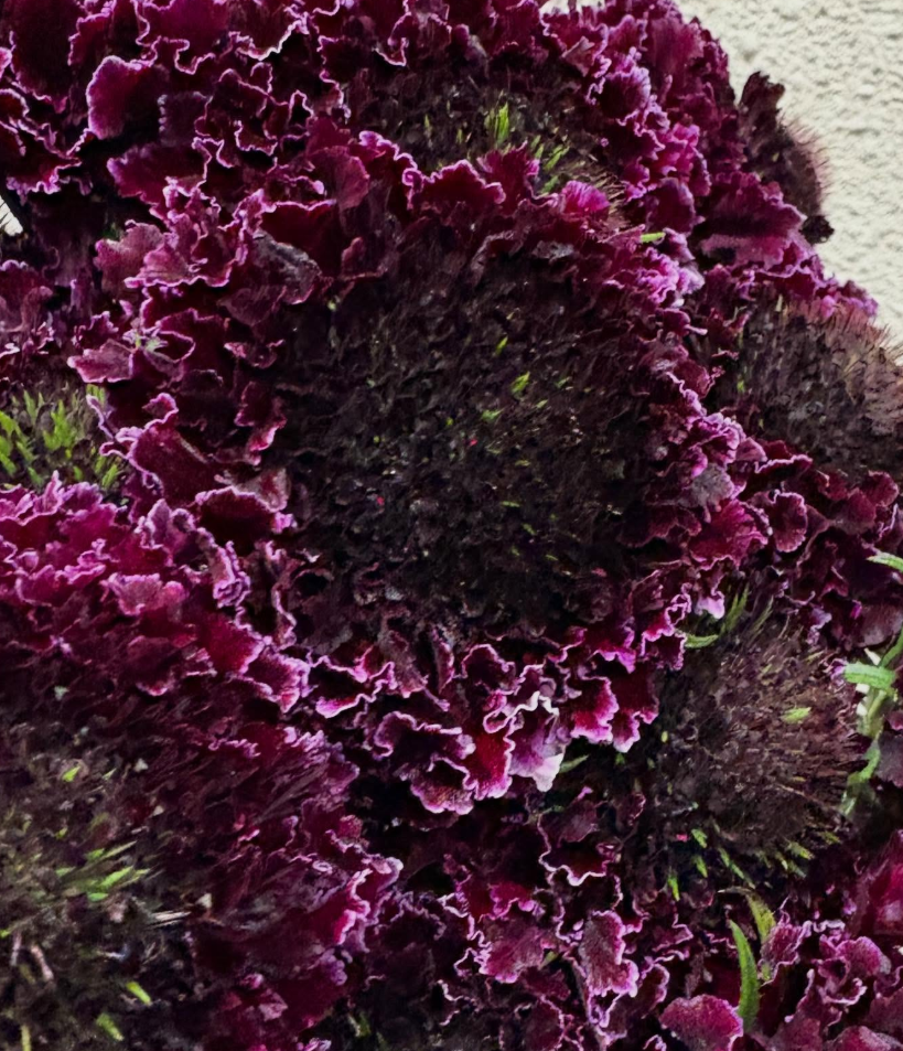 Scabiosa Green Scoop 50 Seeds