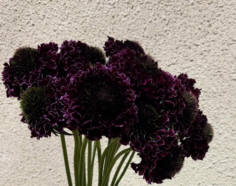 Scabiosa Green Scoop 50 Seeds