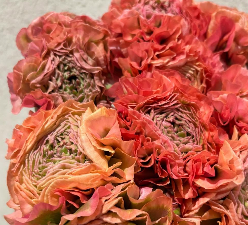 Ranunculus Pom-Pom 7 Bulbs