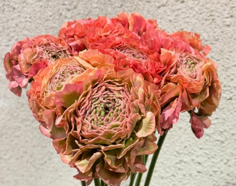 Ranunculus Pom-Pom 7 Bulbs