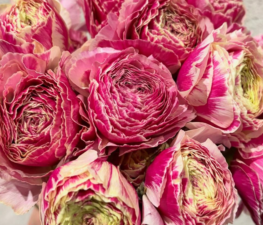 Ranunculus 'Pandora' 7 Bulbs