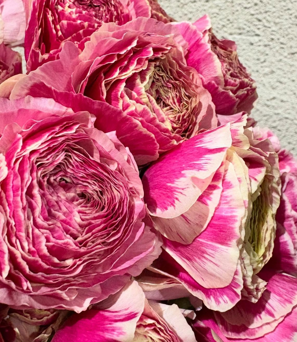 Ranunculus 'Pandora' 7 Bulbs