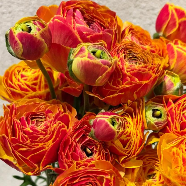 Ranunculus 'Emu Kingyo' 7 Bulbs