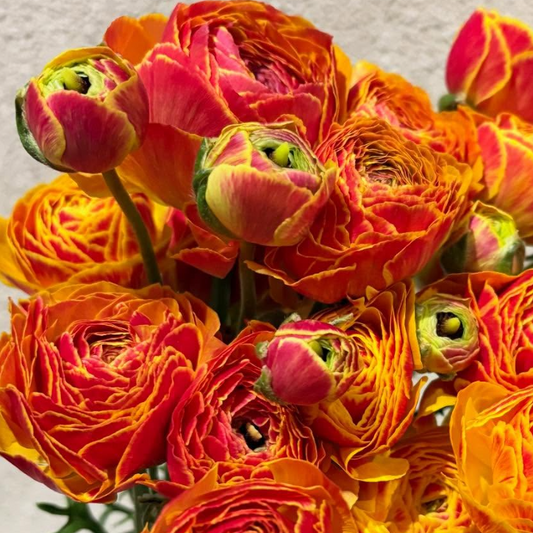 Ranunculus 'Emu Kingyo' 7 Bulbs