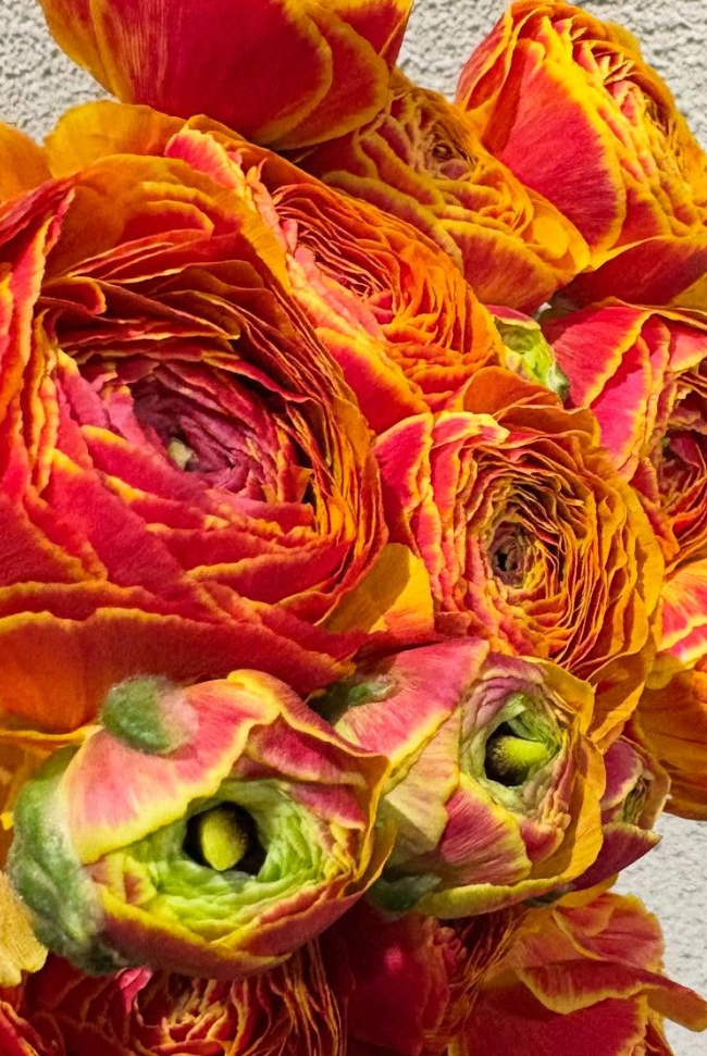 Ranunculus 'Emu Kingyo' 7 Bulbs