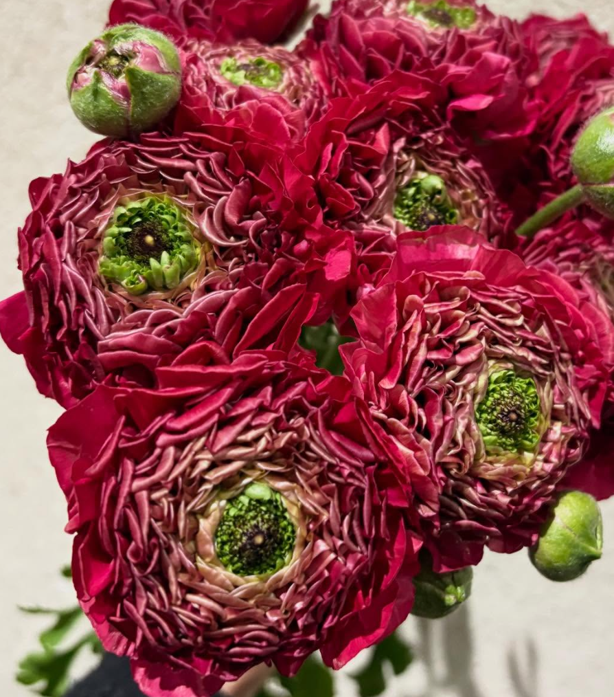 Ranunculus 'Fluffy Red Eye' 7 Bulbs