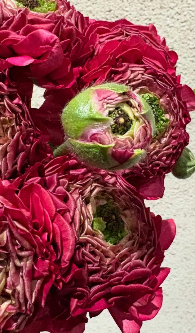 Ranunculus 'Fluffy Red Eye' 7 Bulbs