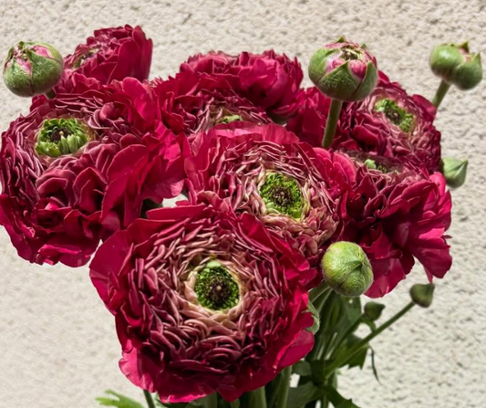 Ranunculus 'Fluffy Red Eye' 7 Bulbs
