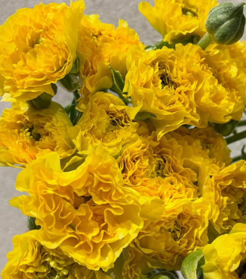 Ranunculus 'Pine' 7 Bulbs