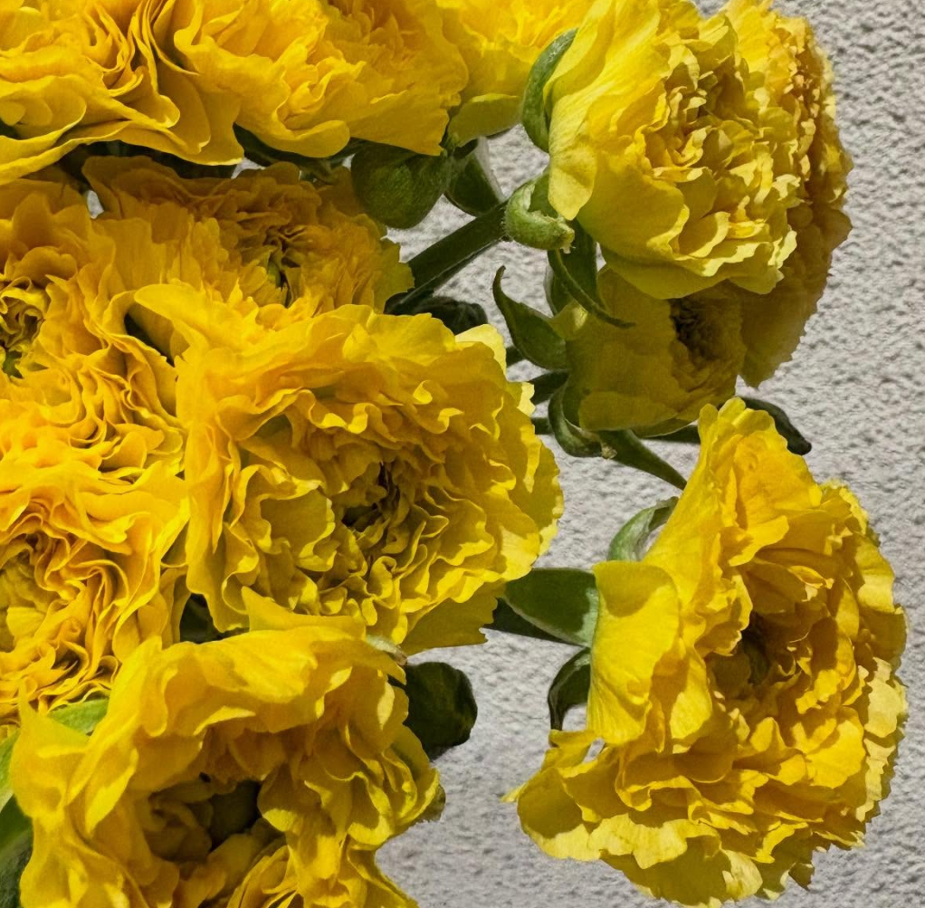 Ranunculus 'Pine' 7 Bulbs