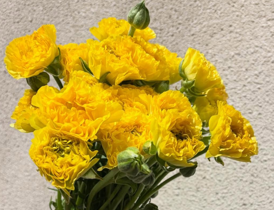 Ranunculus 'Pine' 7 Bulbs