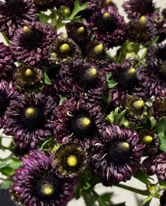 Ranunculus 'Lalarsh' 7 Bulbs
