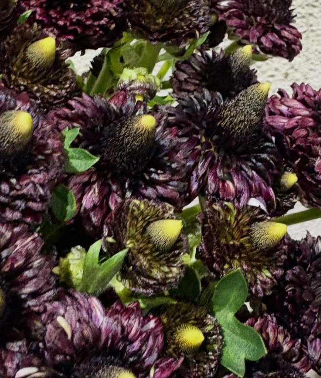 Ranunculus 'Lalarsh' 7 Bulbs