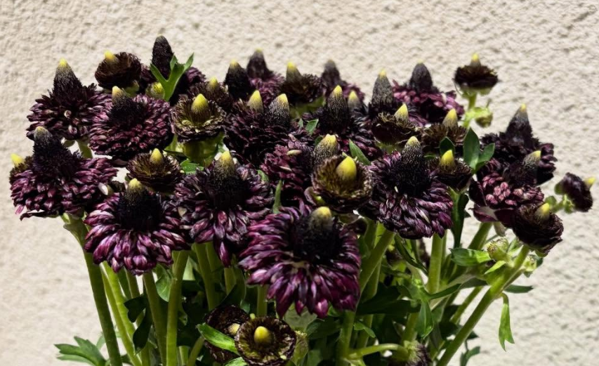 Ranunculus 'Lalarsh' 7 Bulbs