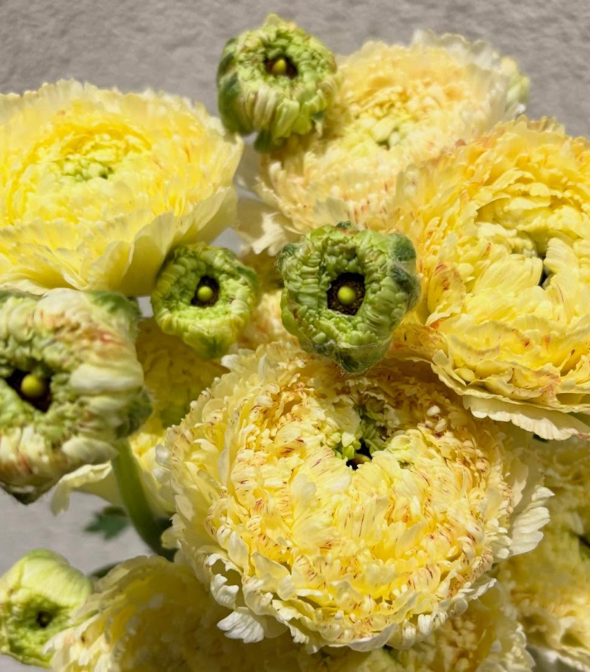 Ranunculus 'White Peach' 7 Bulbs
