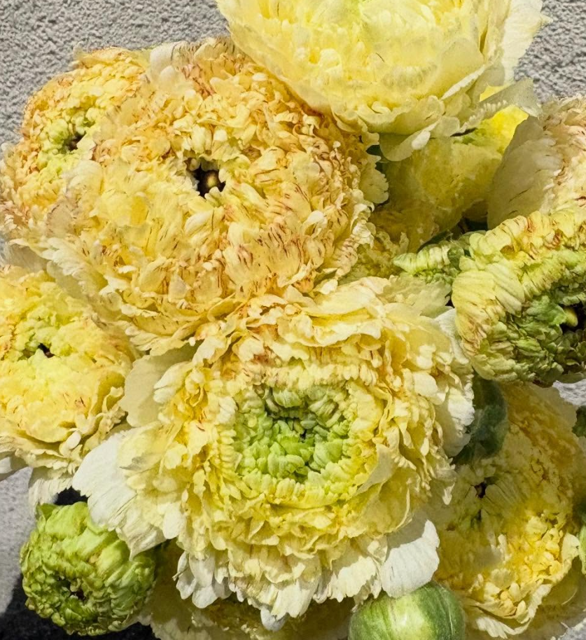 Ranunculus 'White Peach' 7 Bulbs
