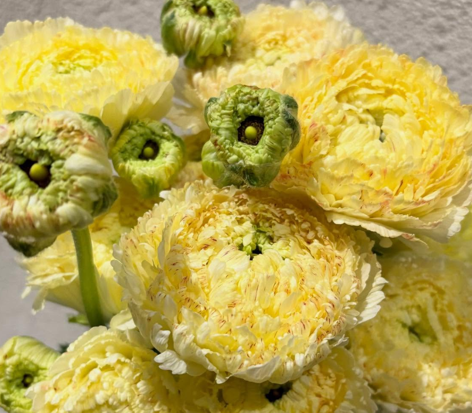 Ranunculus 'White Peach' 7 Bulbs