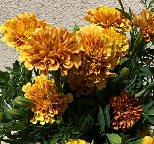 Tagetes ( Marigold ) 'Strawberry blonde' 100 Seeds