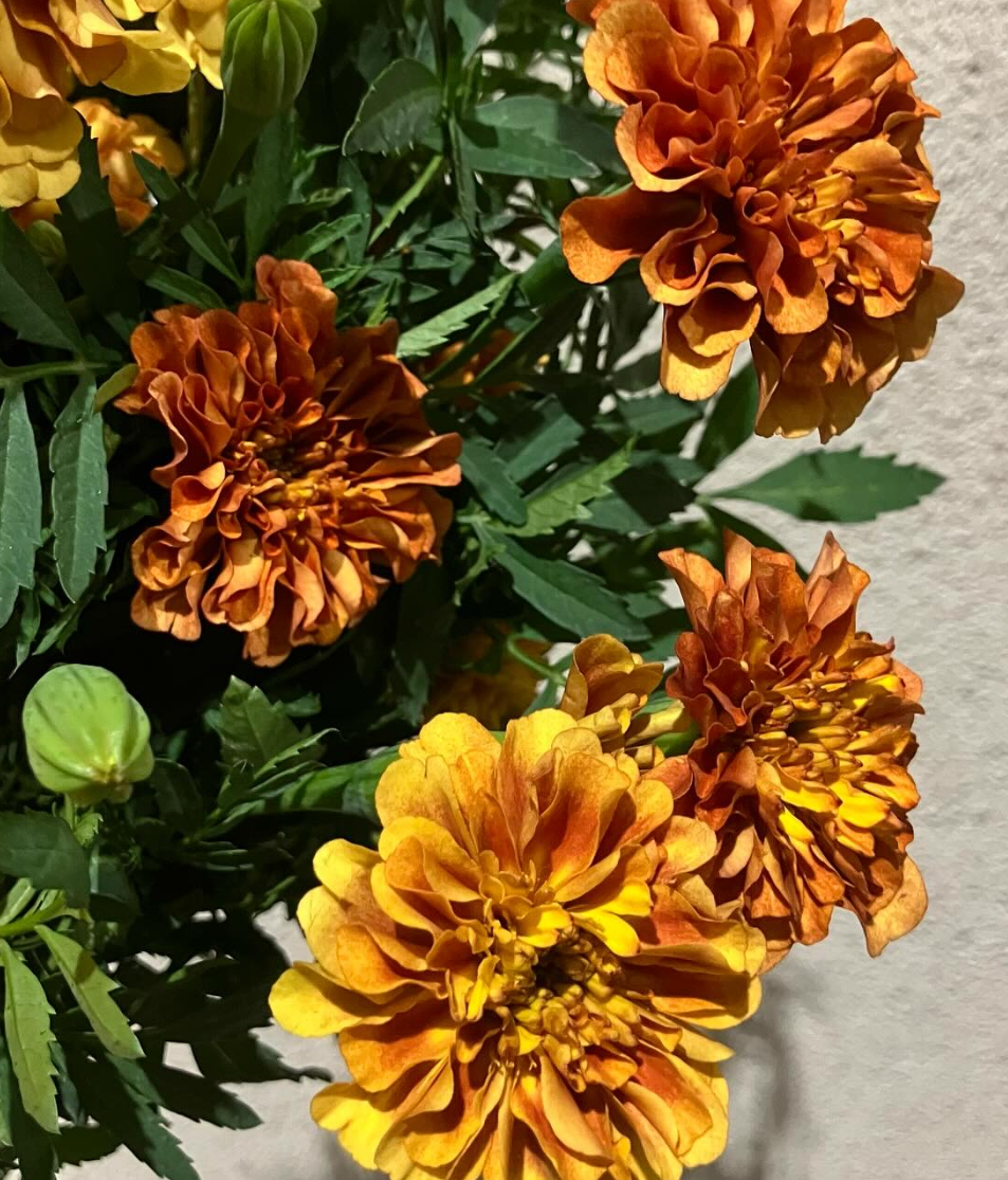 Tagetes ( Marigold ) 'Strawberry blonde' 100 Seeds