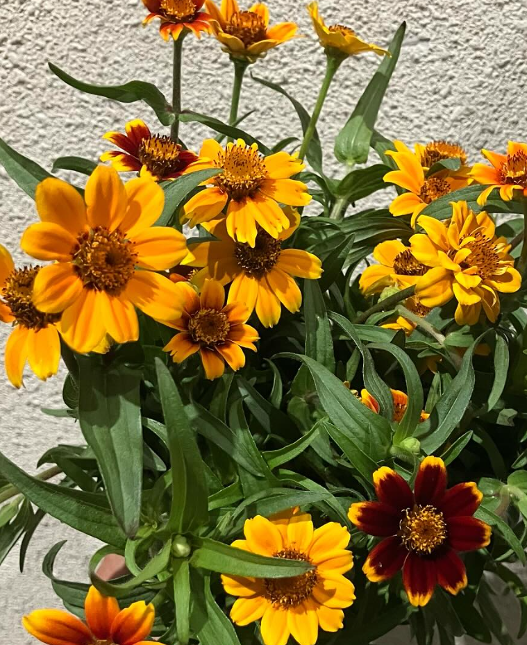 Zinnia elegans ’Mexican’ 50 Seeds