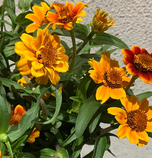 Zinnia elegans ’Mexican’ 50 Seeds