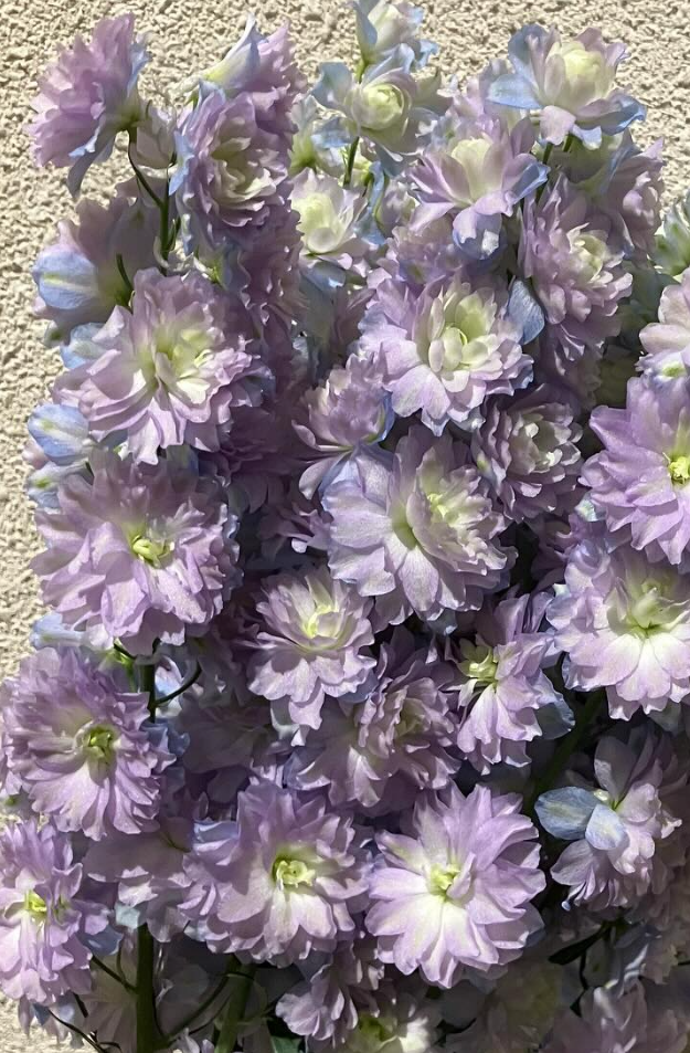 Delphinium 'Moonlight' 80 Seeds