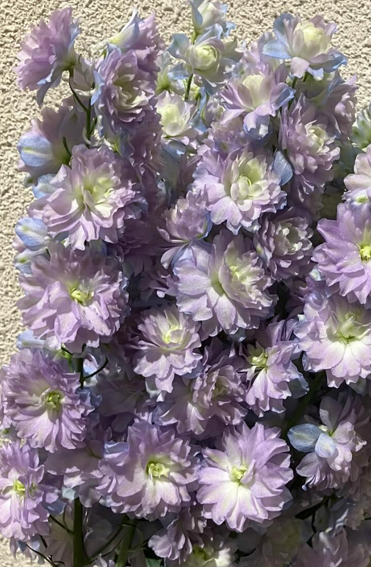 Delphinium 'Moonlight' 80 Seeds