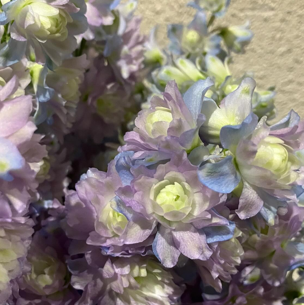 Delphinium 'Moonlight' 80 Seeds