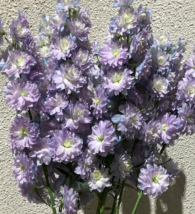 Delphinium 'Moonlight' 80 Seeds