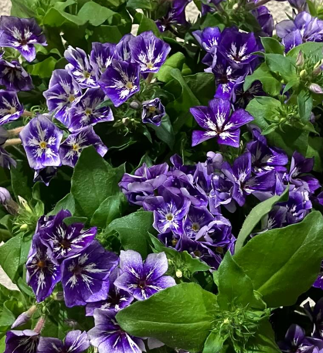 Phlox 'Sugar Stars' 50 Seeds