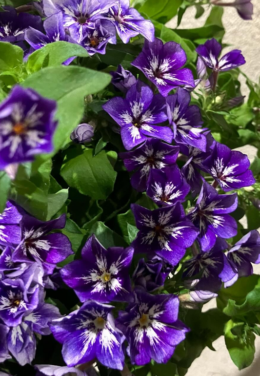 Phlox 'Sugar Stars' 50 Seeds