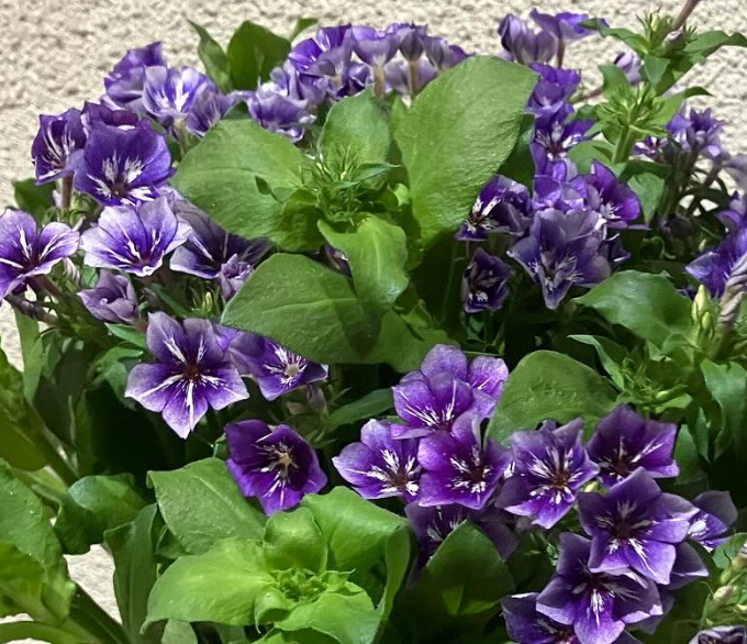 Phlox 'Sugar Stars' 50 Seeds