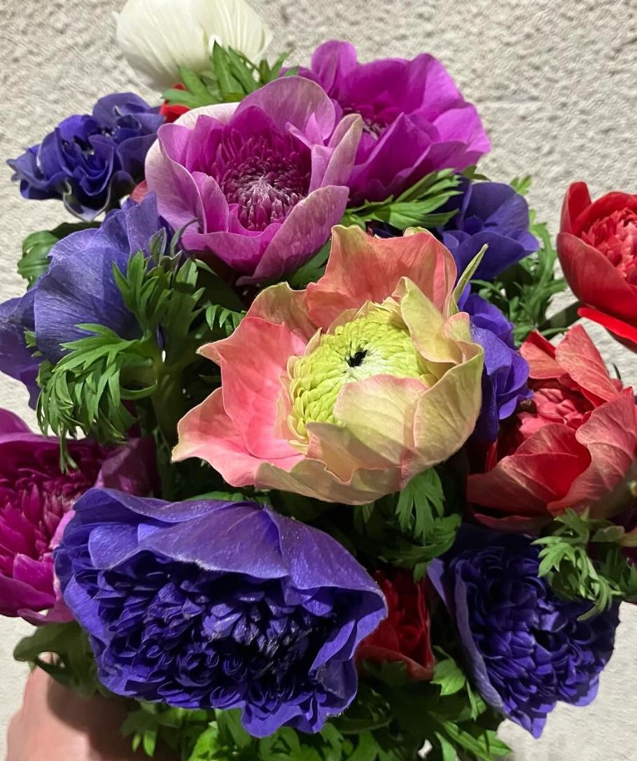 Anemone Levante MIX 6 Bulbs