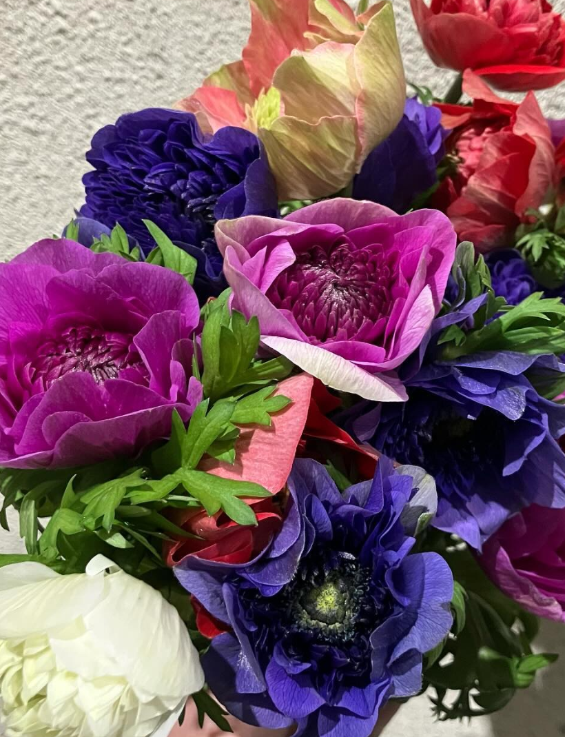 Anemone Levante MIX 6 Bulbs