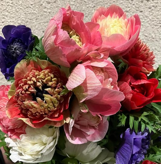 Anemone Levante MIX 6 Bulbs