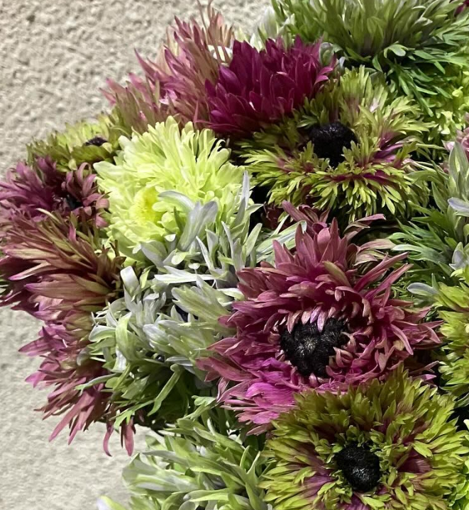 Anemone Hanamaiki 6 Bulbs