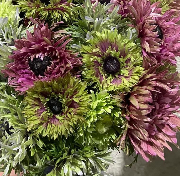 Anemone Hanamaiki 6 Bulbs