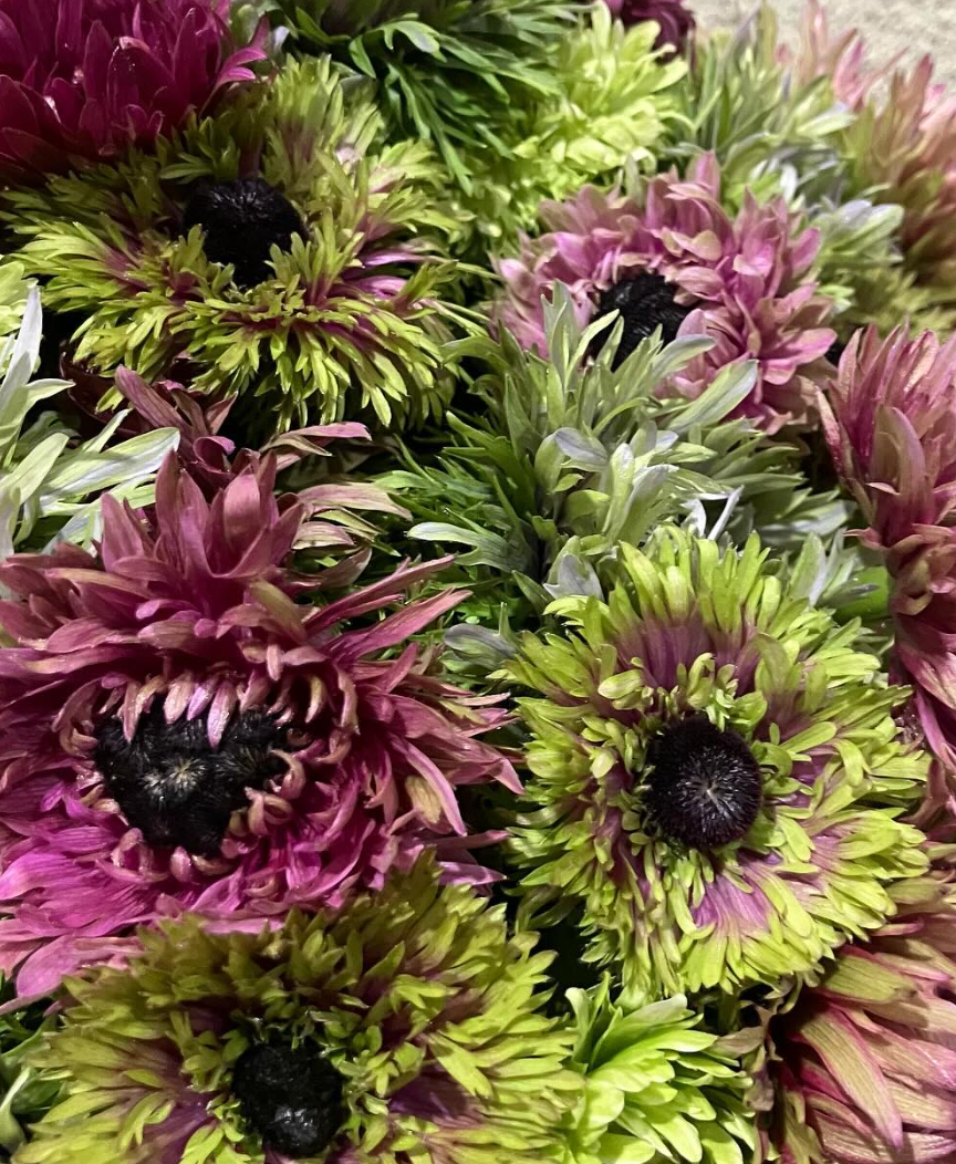 Anemone Hanamaiki 6 Bulbs