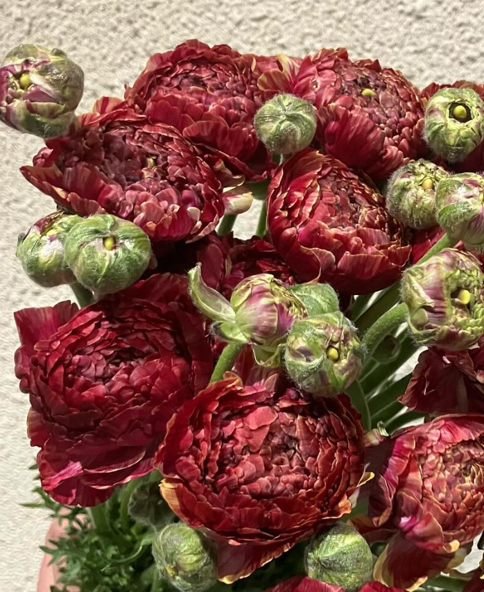 Ranunculus 'Bibi' 7 Bulbs