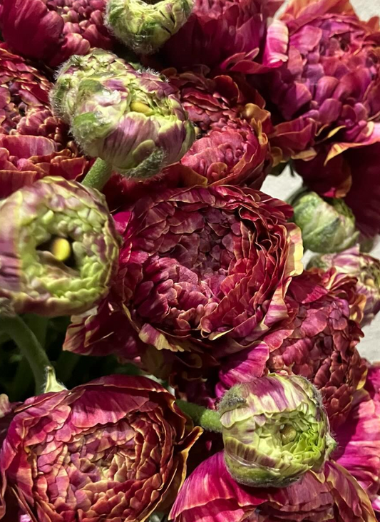 Ranunculus 'Bibi' 7 Bulbs