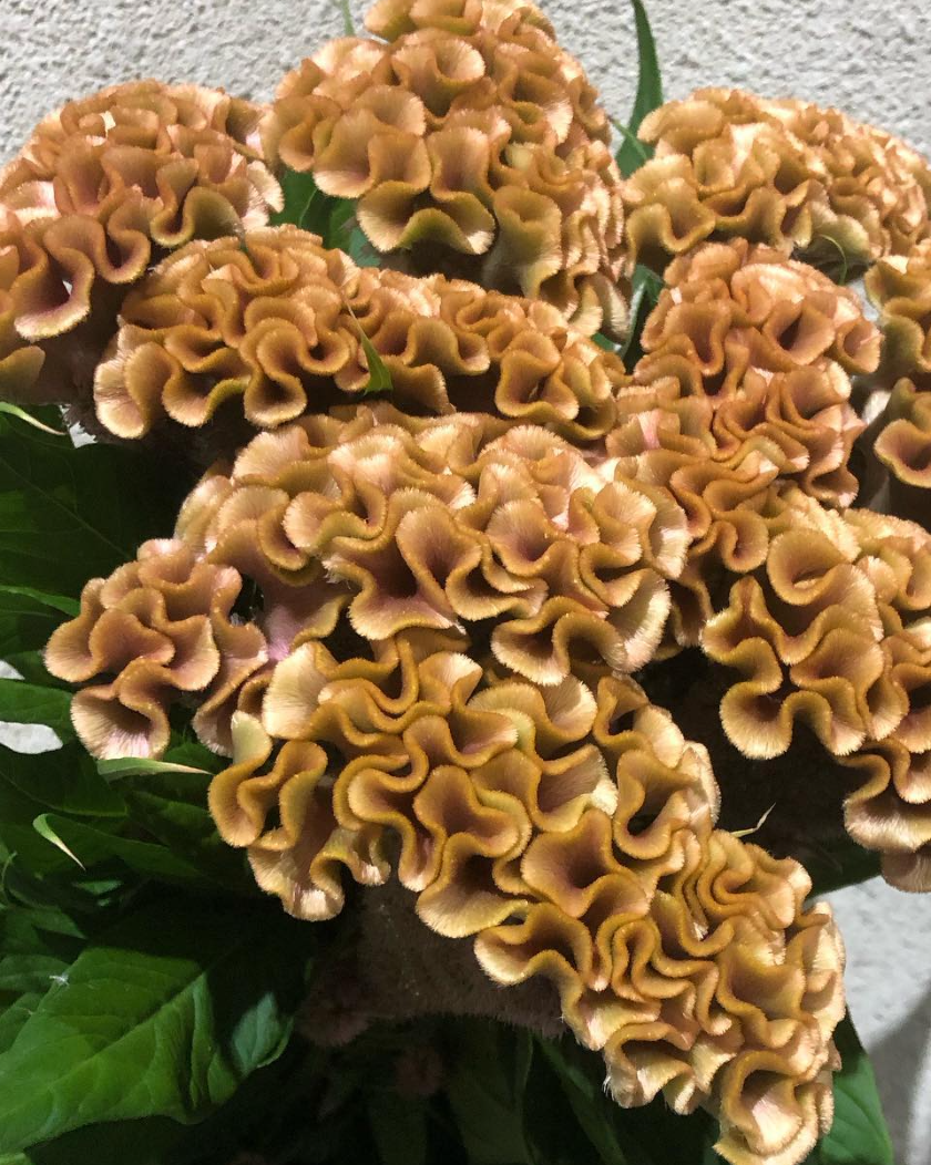 Celosia argentea ’Christie Brown’ 60 Seeds