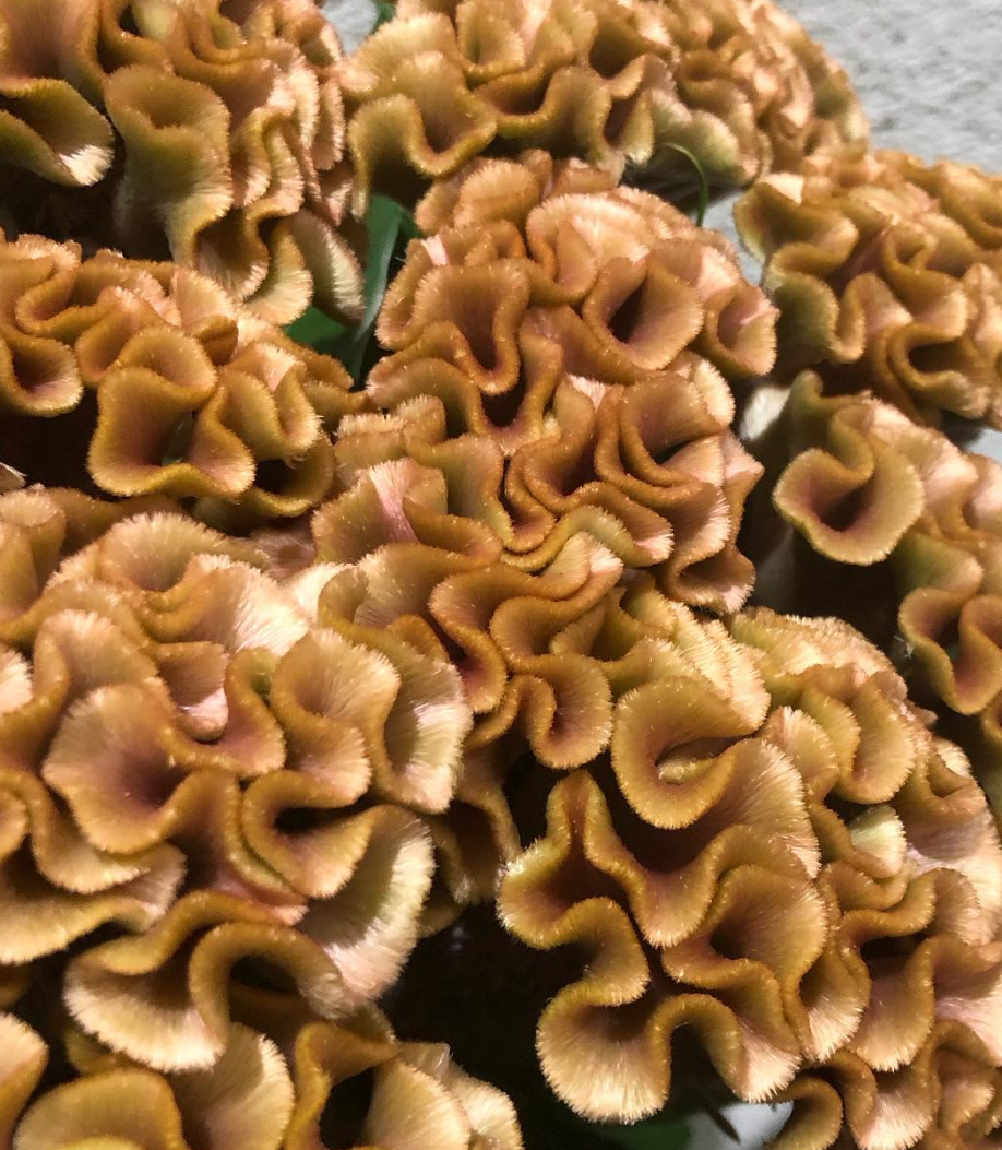 Celosia argentea ’Christie Brown’ 60 Seeds
