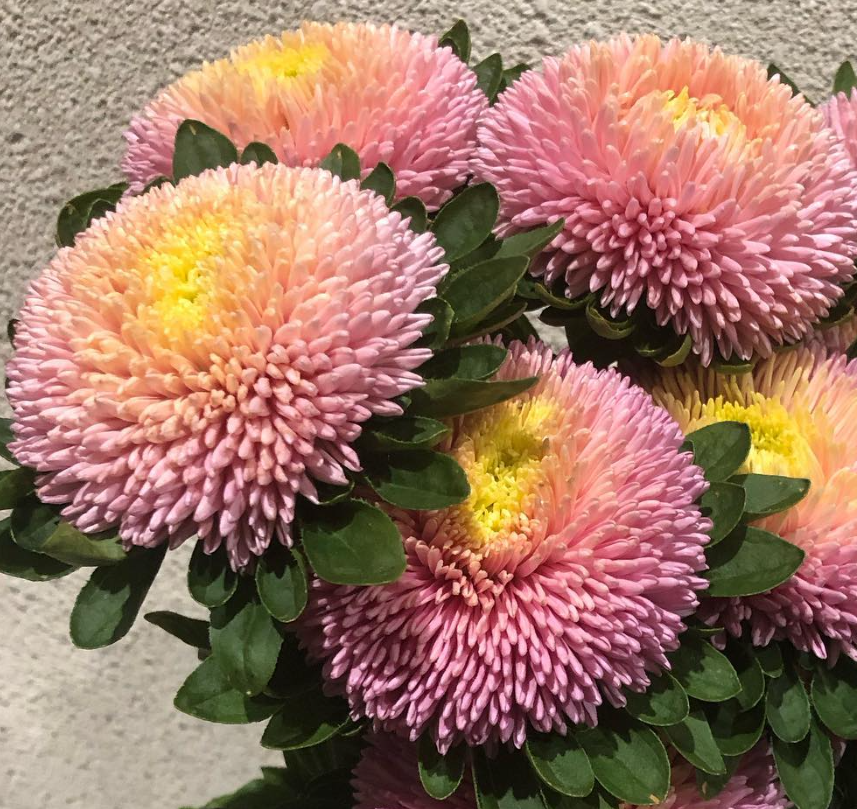 Callistephus chinensis ’Bob Salmon’ 30 Seeds
